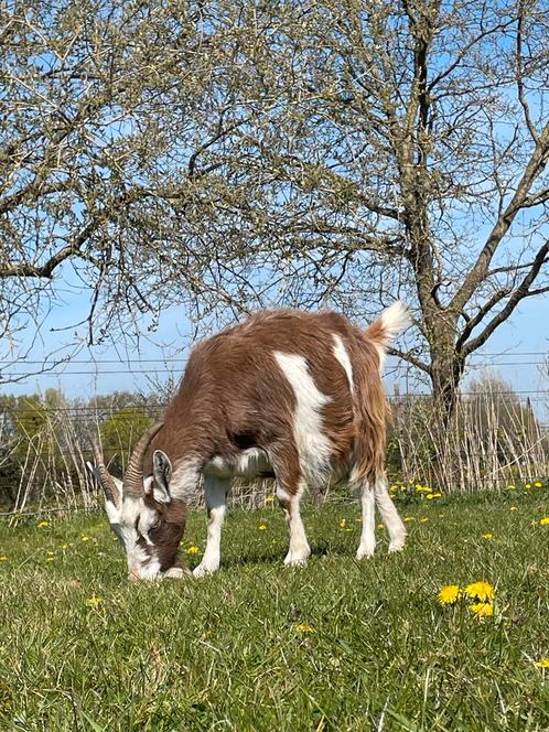 2 biologische (melk)geiten te koop (Landgeit x Toggenburger), Dieren en Toebehoren, Schapen, Geiten en Varkens, Geit, Vrouwelijk