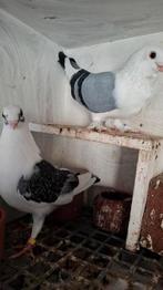 Burmali,   Syrische duiven., Dieren en Toebehoren, Vogels | Duiven, Meerdere dieren, Overige soorten