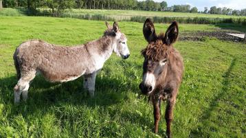 2 merrie ezels beschikbaar voor biedingen