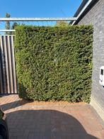 Taxus Baccata Haag - 200x195cm, Ophalen, Taxus, Haag, 100 tot 250 cm