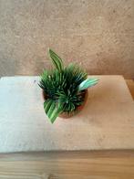 Plant in keramieke pot - hxb ca 7x5cm, Ophalen of Verzenden, Zo goed als nieuw, Poppenhuis