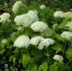 Hortensia, strong Annabelle Tuinplant - Witte Bloemenpracht!, Tuin en Terras, Vaste plant, Halfschaduw, Zomer, Ophalen