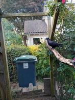 Te koop dubbel gekapte turkse takla's, Meerdere dieren, Tuimelaar of Roller