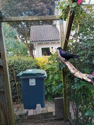 Te koop dubbel gekapte turkse takla's beschikbaar voor biedingen