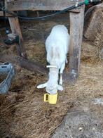 Lieve  Geit, Dieren en Toebehoren, Ophalen of Verzenden, Vee