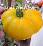Tomaat Ananas noir 10 zaden, Verzenden, Voorjaar, Volle zon, Zaad