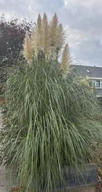 3 meter hoge Cortaderia selloana, Tuin en Terras, Ophalen, Volle zon, Vaste plant, Siergrassen