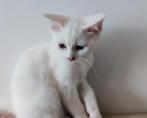 kitten katertje, Dieren en Toebehoren, Katten en Kittens | Raskatten | Korthaar, Kater, Ontwormd