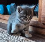 Kittens Britsekorthaar x Europesekorthaar x maine coon, Dieren en Toebehoren, Ontwormd