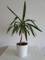 Mooie Palm plant voor binnen met gratis pot, Tuin en Terras, Ophalen