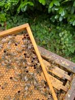 Buckfast koningin, Dieren en Toebehoren, Insecten en Spinnen, Bijen