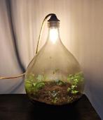 Ecosysteem/planten terrarium/flessentuin met lamp, Huis en Inrichting, Kamerplanten, Ophalen, Overige soorten, Halfschaduw, Minder dan 100 cm