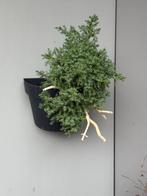 Bonsai cascade juniperus, Vaste plant, Bloeit niet, Halfschaduw, Ophalen