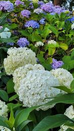 Annabel wit hortensia, Tuin en Terras, Halfschaduw, Zomer, Overige soorten, Ophalen