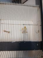 Nog 2 manen kanaries 1 van 23 1 van 24, Dieren en Toebehoren, Vogels | Kanaries, Mannelijk, Zangkanarie