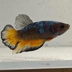Betta splendens man 39, Dieren en Toebehoren, Vissen | Aquariumvissen, Vis