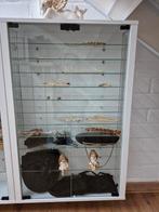 Vitrinekast hang 2x, Huis en Inrichting, Ophalen of Verzenden, Zo goed als nieuw