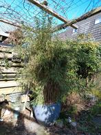 Bamboe fargesia murieliae, Tuin en Terras, Bloeit niet, Halfschaduw, 100 tot 250 cm, Overige soorten