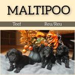 Lieve Maltipoo puppy's ter RESERVERING (1 teef, 2 reutjes), Overige rassen, 8 tot 15 weken, Meerdere, Meerdere dieren