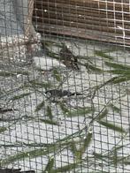 Volierevogels te koop, Ophalen, Zo goed als nieuw, Vogels