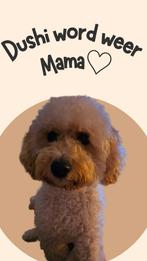 Nest aankondiging. Mini labradoodle pups verwacht!, Dieren en Toebehoren, CDV (hondenziekte), Overige rassen, 8 tot 15 weken, Meerdere