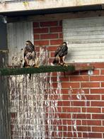 Grote Woestijnbuizerd Tarsel, Dieren en Toebehoren, Mannelijk