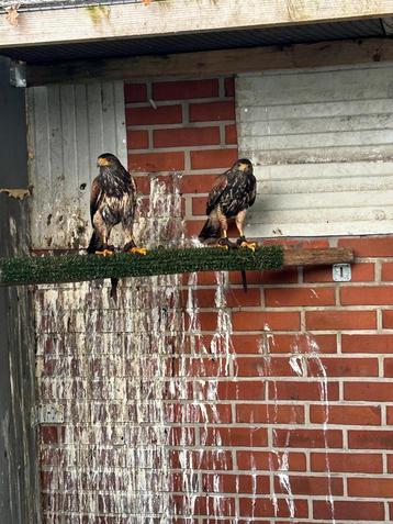 Grote Woestijnbuizerd Tarsel beschikbaar voor biedingen