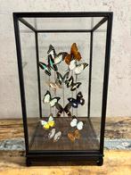 Mooie vitrine met opgezette vlinders, Verzamelen, Dierenverzamelingen, Nieuw, Opgezet dier, Ophalen, Insect