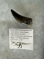 Suchomimus Tenerensis Tand Fossiel, Ophalen of Verzenden, Fossiel