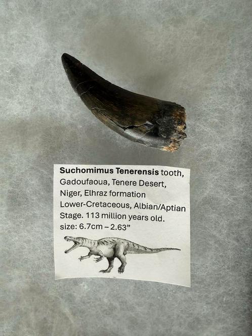 Suchomimus Tenerensis Tand Fossiel, Verzamelen, Mineralen en Fossielen, Fossiel, Ophalen of Verzenden
