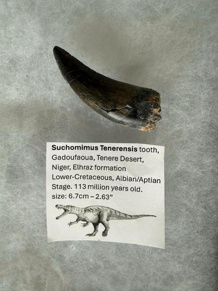 Suchomimus Tenerensis Tand Fossiel, Verzamelen, Mineralen en Fossielen, Fossiel, Ophalen of Verzenden