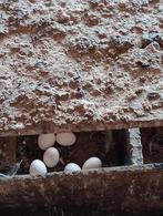 Serama /kriel kipjes, Dieren en Toebehoren, Pluimvee, Vrouwelijk, Kip