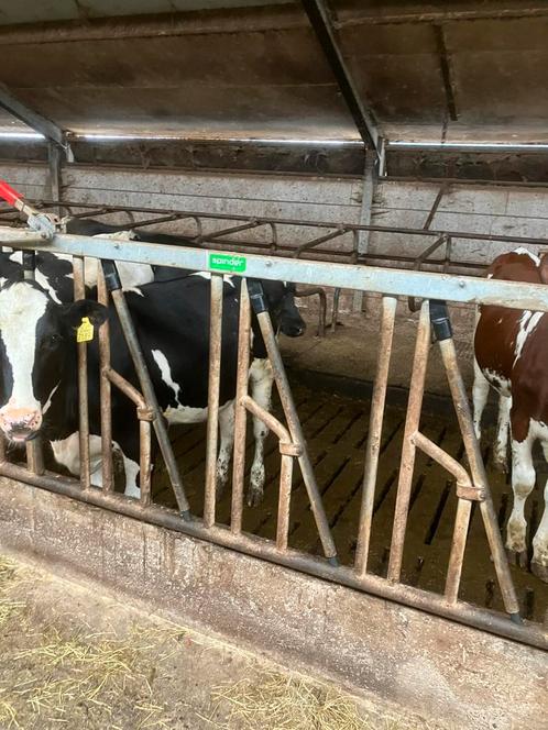 Voerhekken, Dieren en Toebehoren, Stalling en Weidegang