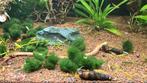 Marimo moss ball (Aquarium Plant), Ophalen of Verzenden, Nieuw, Plant(en), Steen of Hout