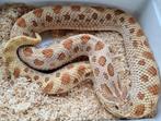 0.1 toffee conda 66% het sable grote dame. Heterodon nasicus, Slang, 0 tot 2 jaar