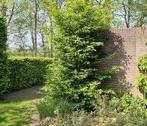 Carpinus Betulus haagbeuken, Tuin en Terras, Planten | Bomen, Ophalen of Verzenden, Bloeit niet, Volle zon, Overige soorten