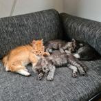 Maine Coon x Ragdoll kittens, Dieren en Toebehoren, Katten en Kittens | Raskatten | Langhaar, Meerdere dieren, Gechipt, 0 tot 2 jaar