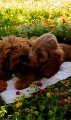 Mini doodle pups cockapoo pups, Dieren en Toebehoren, Honden | Chihuahua's en Gezelschapshonden, Poedel, CDV (hondenziekte), 8 tot 15 weken