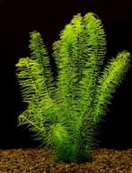 Egeria najas (Braziliaanse waterpest), Ophalen of Verzenden, Nieuw, Plant(en), Steen of Hout