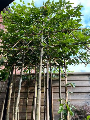 Leihaagbeuk ‘Carpinus betulus’ in pot