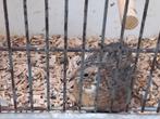 Drie Chinese dwergkwartel hennen 25.00 OF Zie beschrijving, Vrouwelijk, Tropenvogel