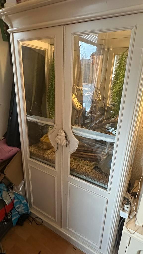 Koningspython Ghost Gezond en handtam, Dieren en Toebehoren, Reptielen en Amfibieën, Slang, 0 tot 2 jaar, Met terrarium