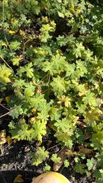 Geraniums vaste planten, stekken, Bodembedekkers, Vaste plant, Ophalen of Verzenden, Halfschaduw