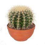 Echinocactus grusonii in schaal, Huis en Inrichting, Kamerplanten, Cactus, Minder dan 100 cm, Halfschaduw, Verzenden