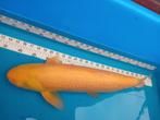Albino graskarper maat 55/60 cm, Dieren en Toebehoren, Karper of Koi