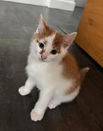 Nog één rood/witte kitten te koop (foto 1-4), Dieren en Toebehoren, Katten en Kittens | Overige Katten, Kater