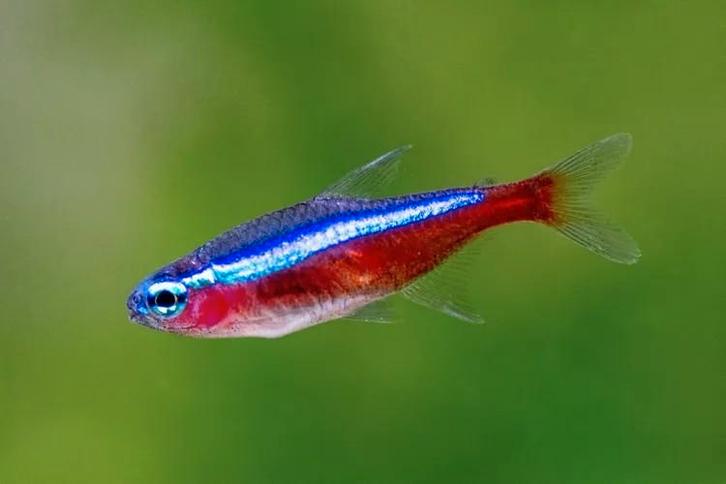 Paracheidoron axelrodi - Kardinaal Tetra, Dieren en Toebehoren, Vissen | Aquariumvissen, Zoetwatervis, Vis, Schoolvis