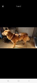 Rood Y TUIG maat M, Dieren en Toebehoren, Honden-accessoires, Ophalen of Verzenden