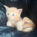 Kittens 💕, Meerdere dieren, Kortharig, 0 tot 2 jaar