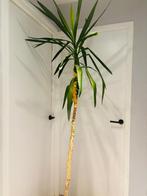 Grote Yucca kamerplant – 190 cm hoog, Ophalen, Halfschaduw, In pot, Yucca